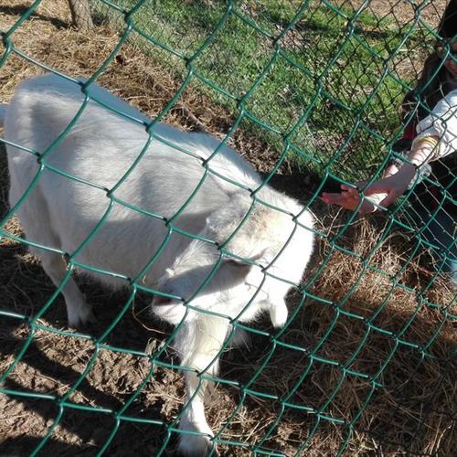 Bimbi in fattoria 2017 