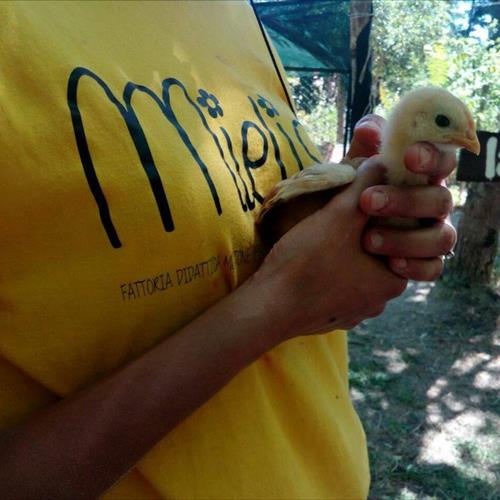 Bimbi in fattoria 2017 