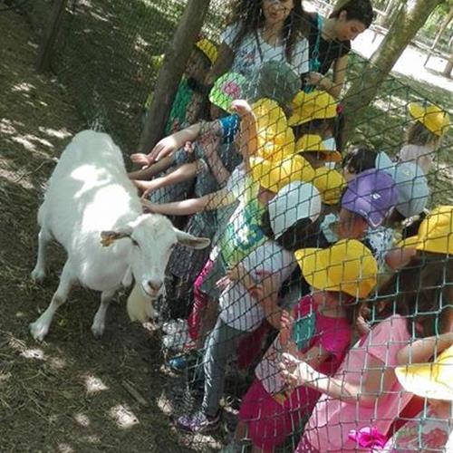 Bimbi in fattoria 2017 
