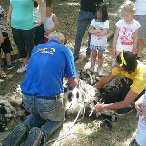 Bimbi in fattoria 2017 
