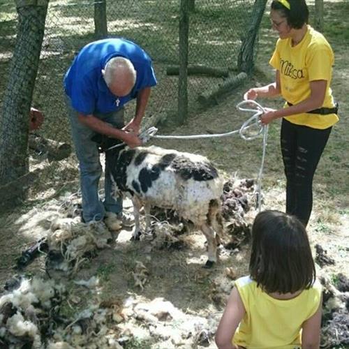 Bimbi in fattoria 2017 