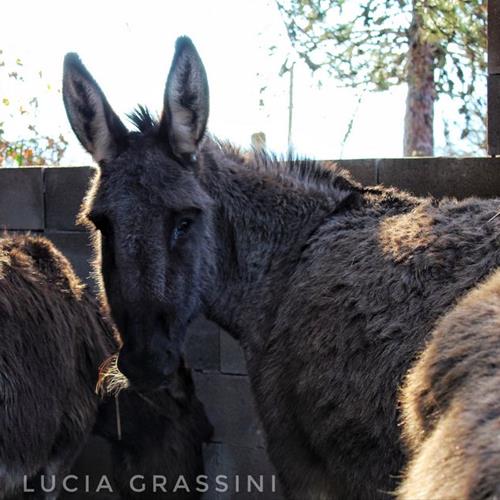 Scatti dautore ph Lucia Grassini 2017