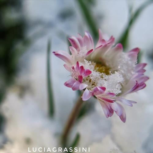 Mielisa sotto la neve 2018