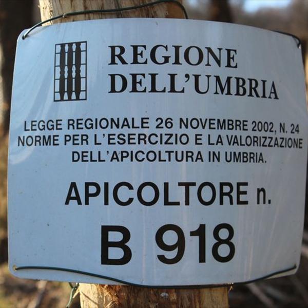Arrivano gli Alpaca 