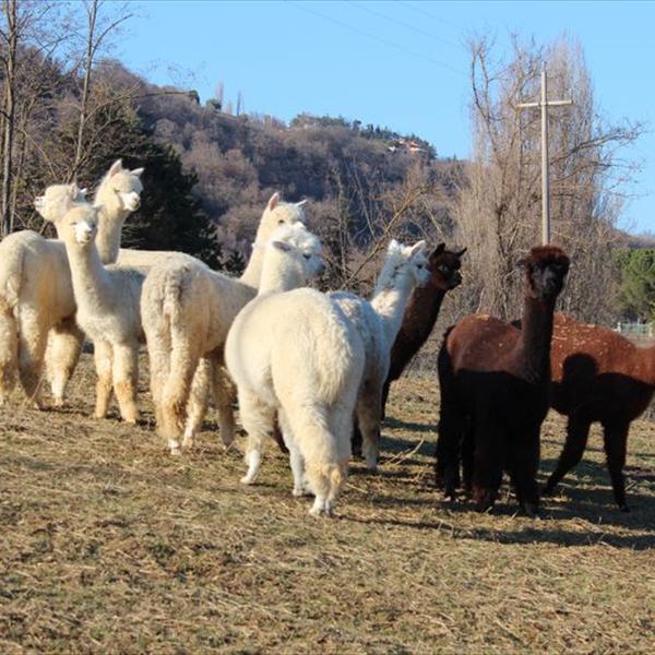 Arrivano gli Alpaca 