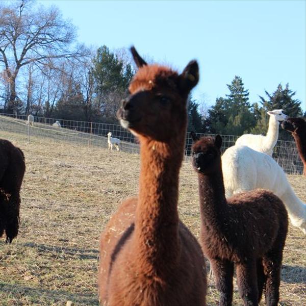 Arrivano gli Alpaca 
