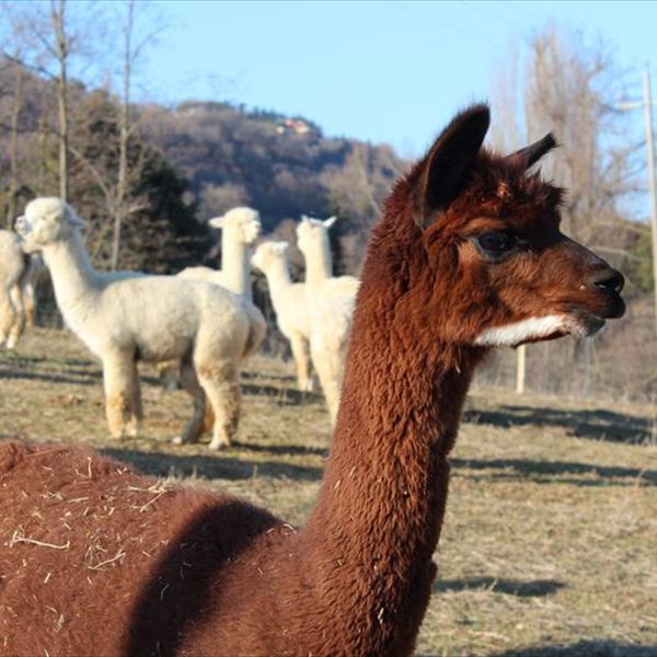 Arrivano gli Alpaca 