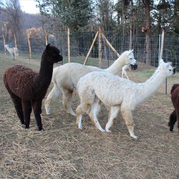 Arrivano gli Alpaca 