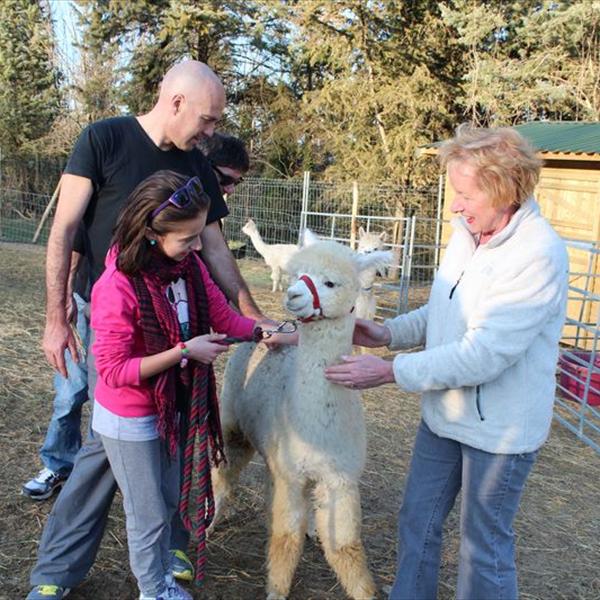 Arrivano gli Alpaca 