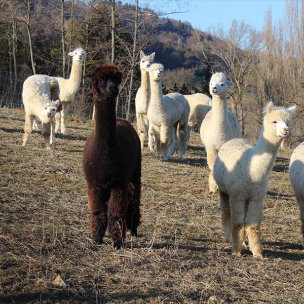 Arrivano gli Alpaca 