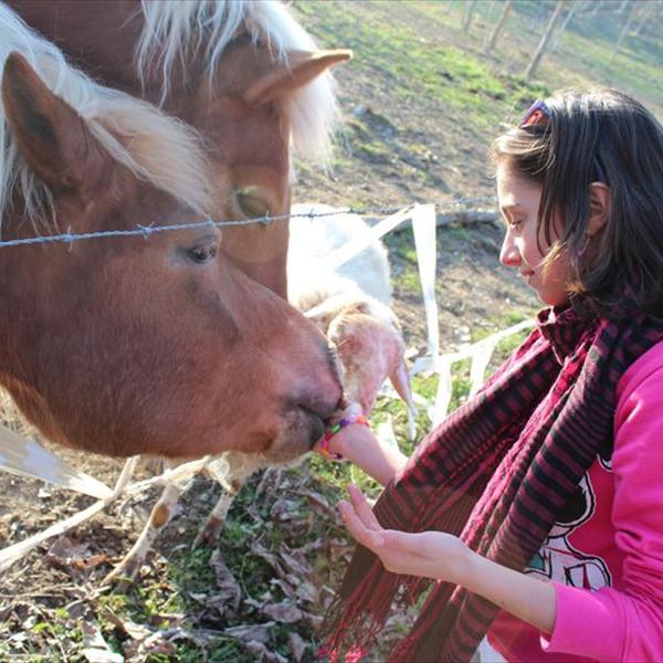 Arrivano gli Alpaca 