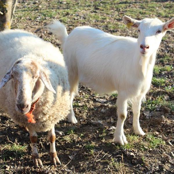Arrivano gli Alpaca 