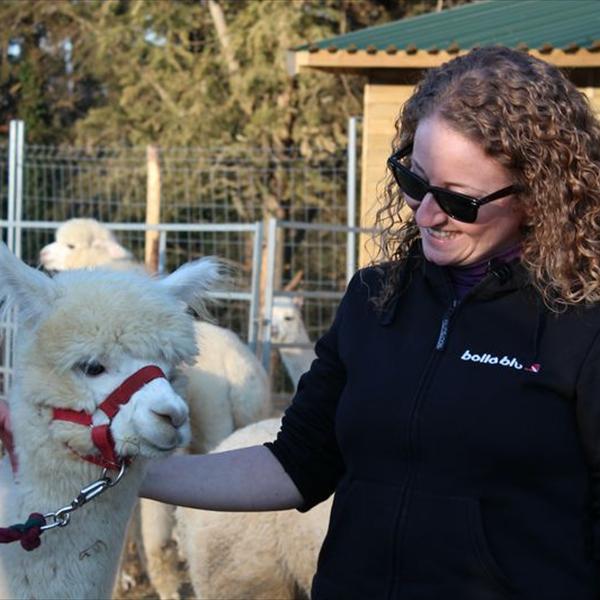 Arrivano gli Alpaca 